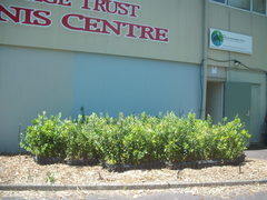 Austropuccinia psidii image