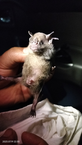 Hairy Yellow-shouldered Bat