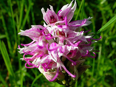 Orchis simia simia