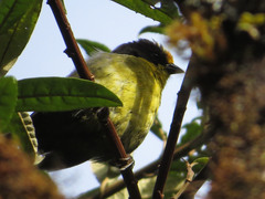 Atlapetes pallidinucha