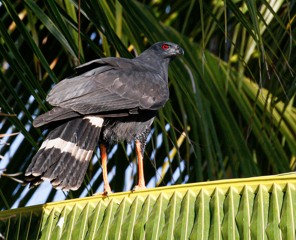 Geranospiza