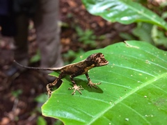Anolis tandai