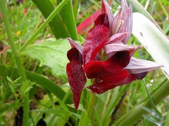 Serapias cordigera