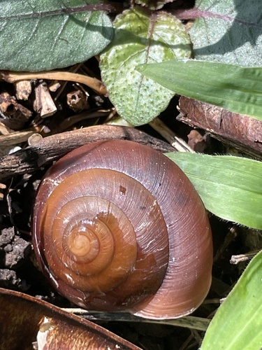 Dyakia striata observed 2023-07-23