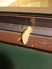 Lophocampa mixta