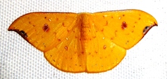 Tridrepana fulvata