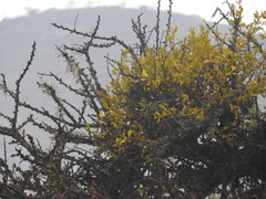 Phoradendron velutinum