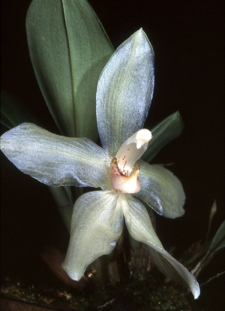 Stenia bismarckii