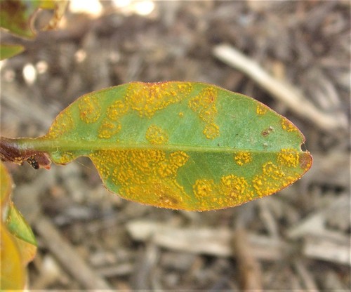 Myrtle Rust