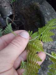 Hypolepis dicksonioides