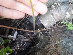 Hypolepis dicksonioides