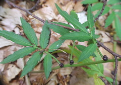 Cardamine bulbifera