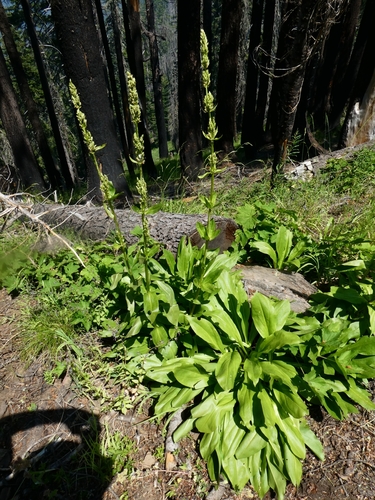 Image of Frasera umpquaensis by no rights reserved