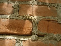 Microlophus occipitalis