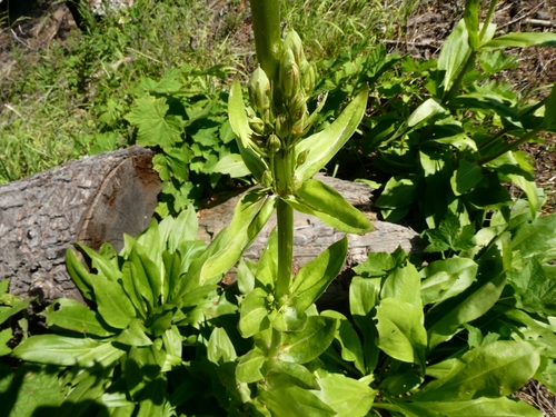 Image of Frasera umpquaensis by no rights reserved