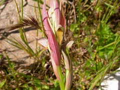 Serapias parviflora