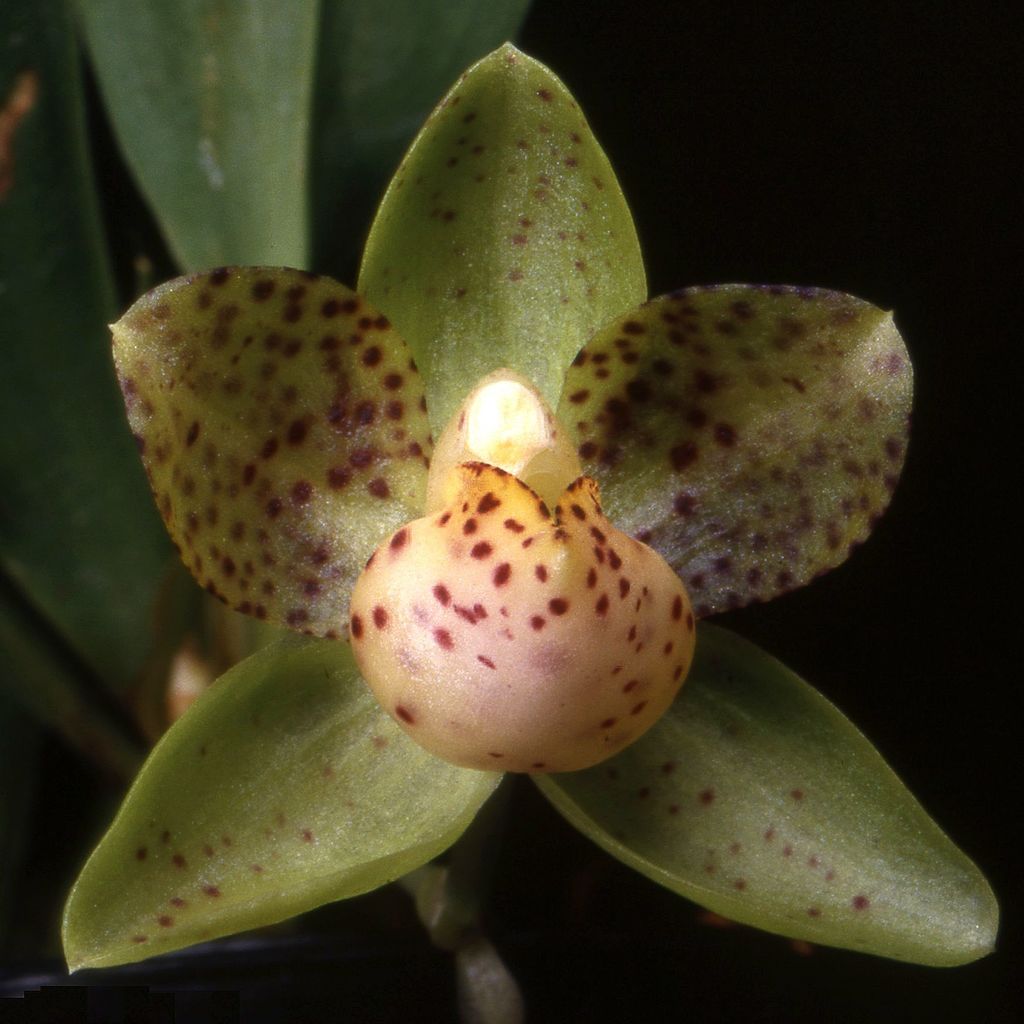Stenia calceolaris