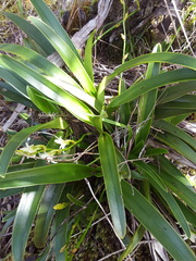 Angraecum striatum image