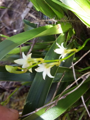 Angraecum striatum image