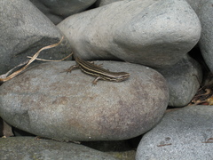 Oligosoma