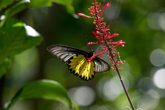 Troides aeacus formosanus