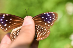 Euploea mulciber barsine