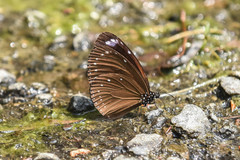 Euploea tulliolus koxinga