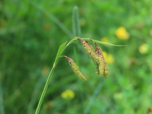 Carex mertensii iNat (3)