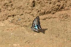 Graphium doson postianus