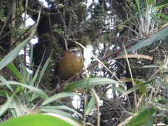 Hellmayrea gularis