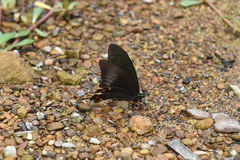 Papilio bianor thrasymedes
