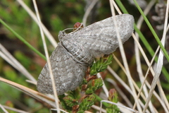 Eupithecia satyrata