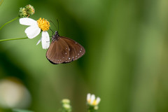 Euploea tulliolus koxinga
