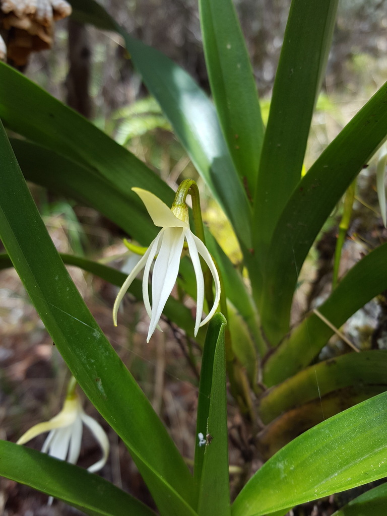 Jumellea triquetra