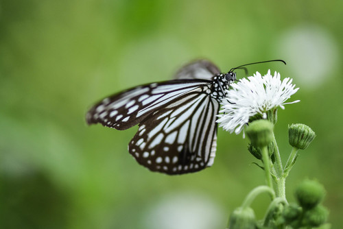 Glassy Tiger photo 6