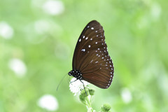 Euploea mulciber barsine