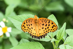 Argynnis hyperbius hyperbius