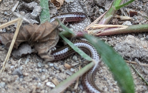 Tschudi's Blind Snake