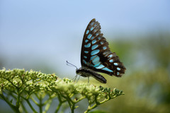 Graphium doson postianus