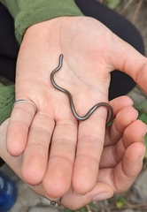 Tschudi's Blind Snake photo 2