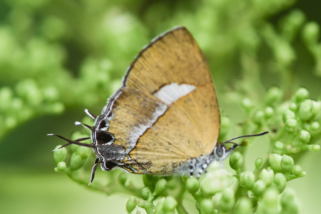 Violet Onyx