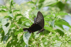 Papilio bianor thrasymedes