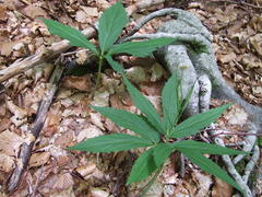 Cardamine enneaphyllos