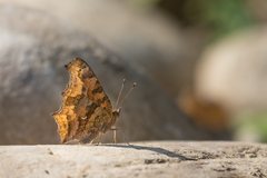 Polygonia c-aureum lunulata