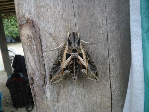 Eumorpha drucei