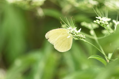 Eurema andersoni