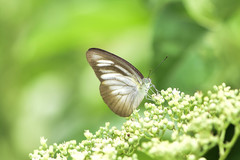 Appias lyncida eleonora
