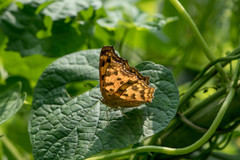 Polygonia c-aureum lunulata
