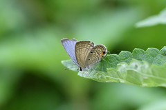 Luthrodes pandava peripatria