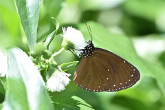Euploea tulliolus koxinga